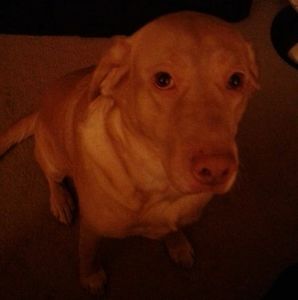 Meet your Posher, Tim